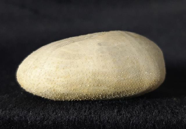 Heteraster oblongus (BRONGNIART 1821) - Bild &copy; FossNet FossilienStore